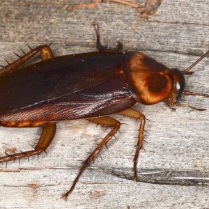 cockroach - Pest Ex Philippines